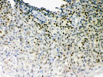 Oct-1/POU2F1 Rabbit Polyclonal Antibody