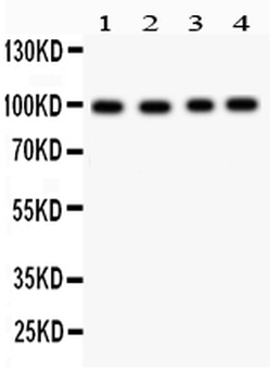 Synaptopodin/SYNPO Rabbit Polyclonal Antibody