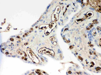 Apolipoprotein E/APOE Rabbit Polyclonal Antibody