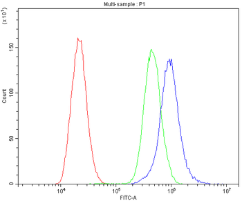CaV1.3/CACNA1D Rabbit Polyclonal Antibody