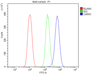 Calpain 1/CAPN1 Rabbit Polyclonal Antibody