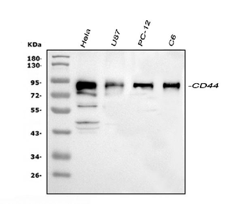 CD44 Rabbit Polyclonal Antibody