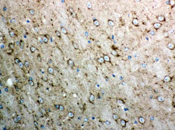 Cytochrome C/CYCS Rabbit Polyclonal Antibody