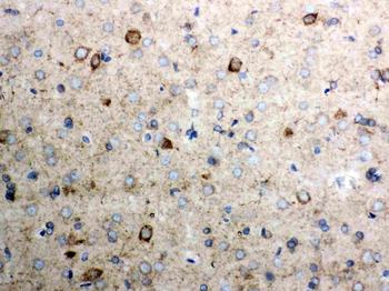 Cytochrome C/CYCS Rabbit Polyclonal Antibody