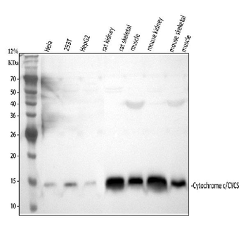 Cytochrome C/CYCS Rabbit Polyclonal Antibody