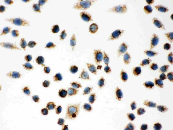 Hsp60/HSPD1 Antibody