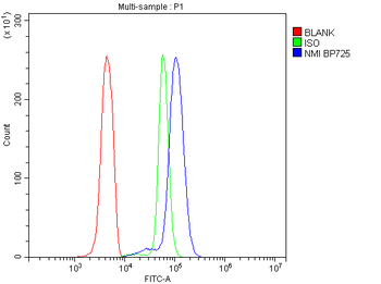 N myc interactor/NMI Antibody