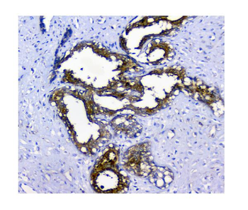 N myc interactor/NMI Antibody