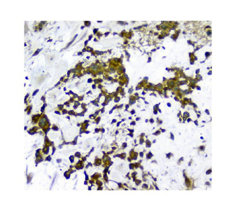 N myc interactor/NMI Antibody