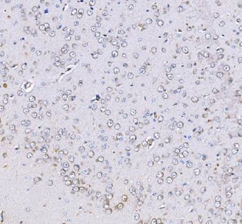 Optineurin/OPTN Antibody