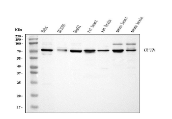 Optineurin/OPTN Antibody