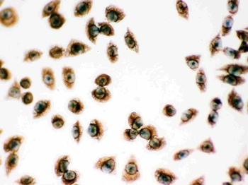 Peroxiredoxin 1/PRDX1 Antibody