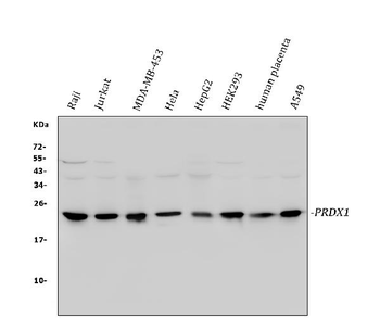 Peroxiredoxin 1/PRDX1 Antibody