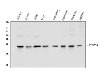 Peroxiredoxin 1/PRDX1 Antibody