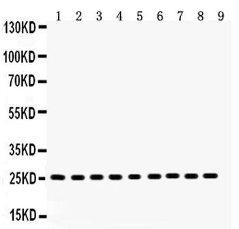 Peroxiredoxin 3/PRDX3 Antibody