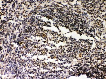 SIRT7 Rabbit Polyclonal Antibody