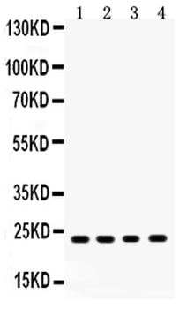 RBP4 Antibody