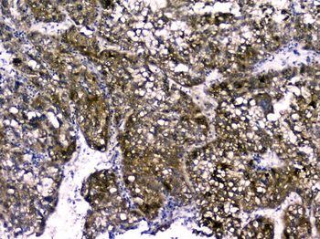 RBP4 Antibody