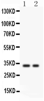 SFRP2 Rabbit Polyclonal Antibody