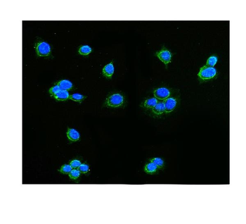 AIF/AIFM1 Antibody