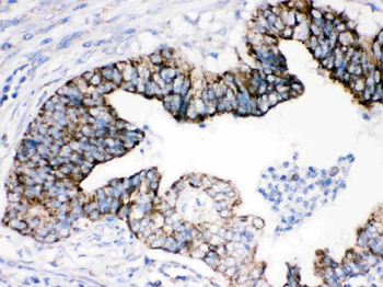 AIF/AIFM1 Antibody