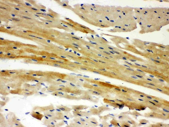 AIF/AIFM1 Antibody