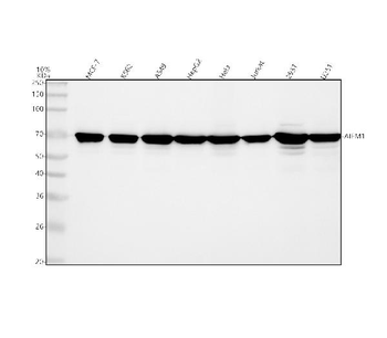 AIF/AIFM1 Antibody