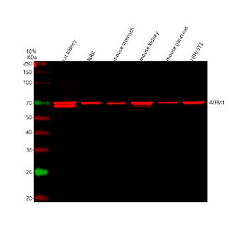 AIF/AIFM1 Antibody