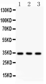 Caspase-7/CASP7 Antibody