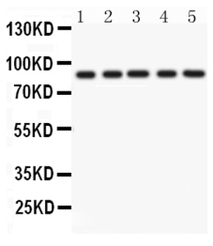 CD36 Rabbit Polyclonal Antibody
