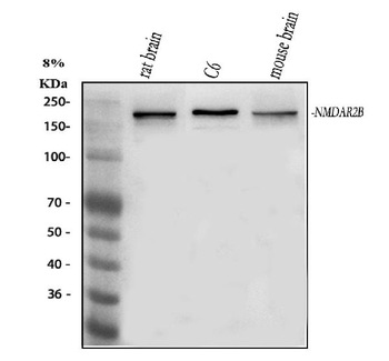 NMDAR2B/GRIN2B Rabbit Polyclonal Antibody