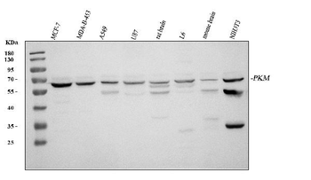 PKM2 Antibody