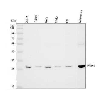 Peroxiredoxin 4/PRDX4 Antibody