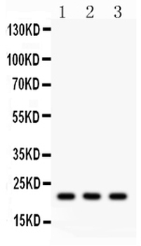 Syndecan 4/SDC4 Rabbit Polyclonal Antibody