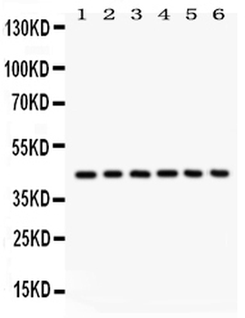 CD62L/SELL Rabbit Polyclonal Antibody
