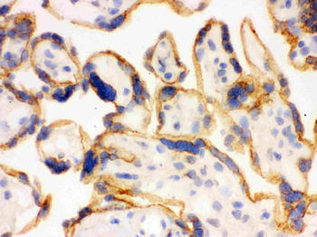 SHC/SHC1 Rabbit Polyclonal Antibody