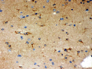 SHC/SHC1 Rabbit Polyclonal Antibody