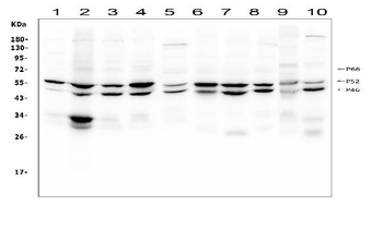 SHC/SHC1 Rabbit Polyclonal Antibody