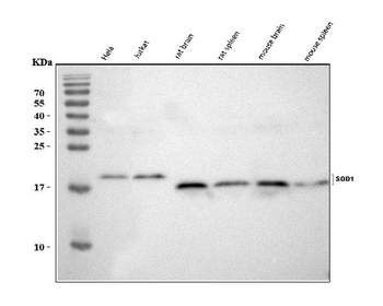 Superoxide Dismutase 1/SOD1 Antibody