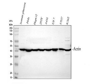 Actin/ACTA1 Antibody