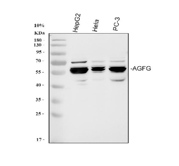 AGFG1 Rabbit Polyclonal Antibody