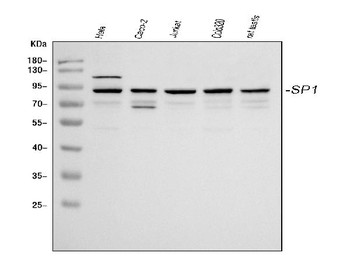 Transcription factor Sp1 SP1 Rabbit Polyclonal Antibody