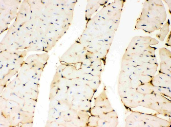 Annexin A3/ANXA3 Antibody