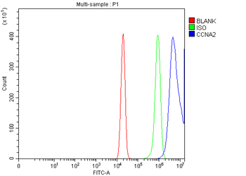 Cyclin A2/CCNA2 Rabbit Polyclonal Antibody