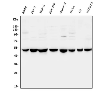 CTBP2 Antibody