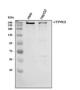 ITPR3 Antibody