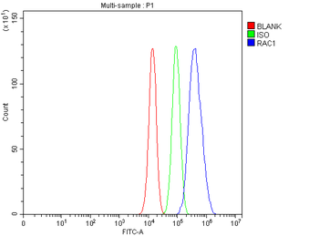 Rac1 Rabbit Polyclonal Antibody
