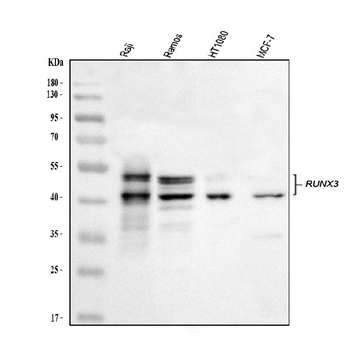 RUNX3 Rabbit Polyclonal Antibody