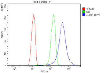 Glucose Transporter GLUT1/SLC2A1 Antibody
