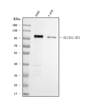 SLC4A1/CD233/Band 3 Rabbit Polyclonal Antibody